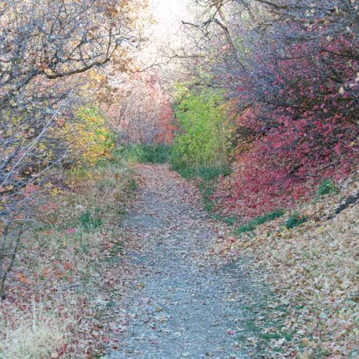 Near Pine Gulch Trail