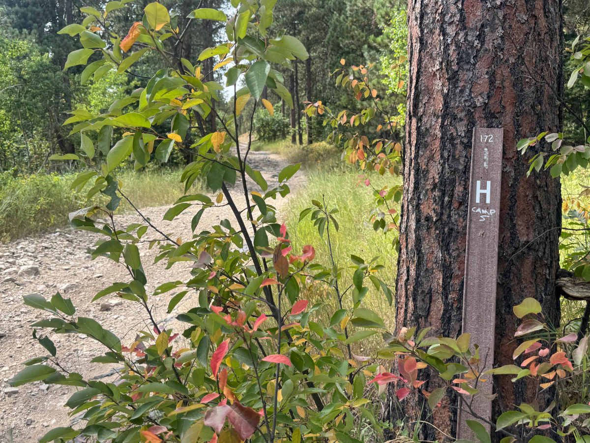 Lost Gulch Branch 1H - FS 172.1H trail photo