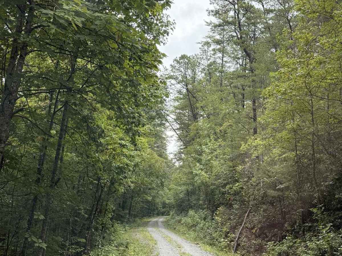 Pearcy Creek - FS 4101 photo 4