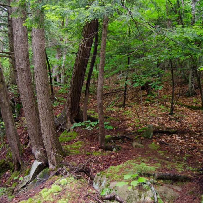 Near Wilmington Notch Falls Near Wilmington Notch Falls