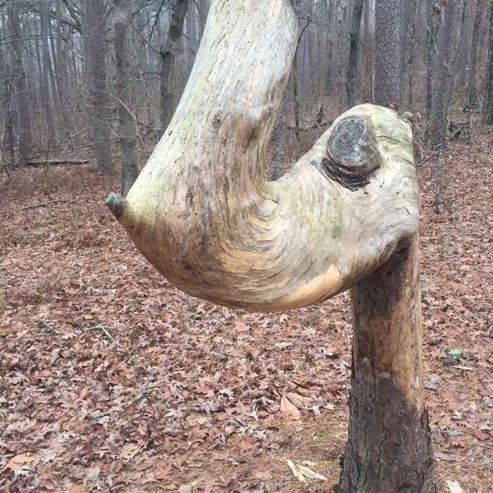 The Smiling Trail Tree is older than your great grandparents. It marks the beginning of the RMT. Near Earthquake Ridge Trail Upper Loop