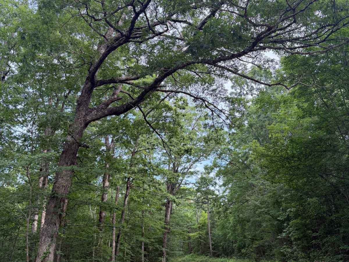 County Road 1805 trail photo