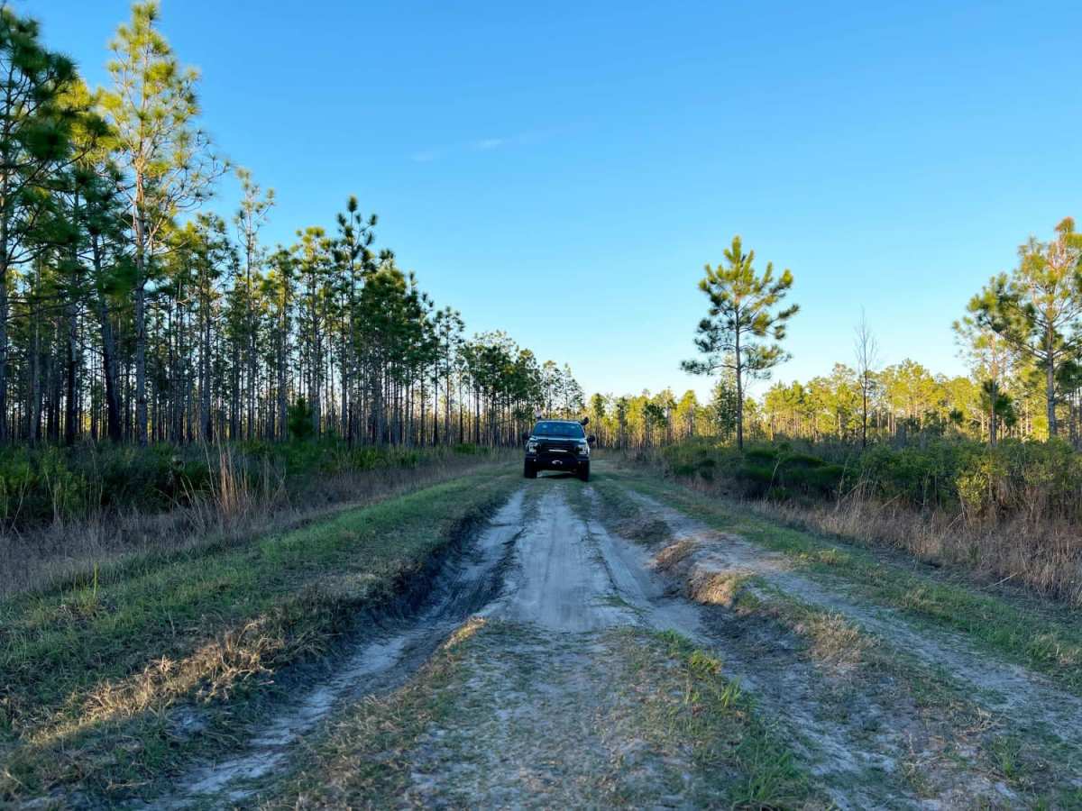 Danny Hole at Tiger Bay State Forest photo 3