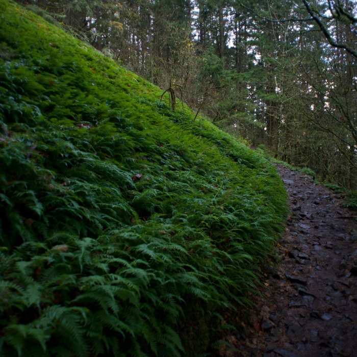 Ferns grow alongside this portion of the trail, which you can see is considerably rockier than earlier sections of the trail. Near Elowah Falls