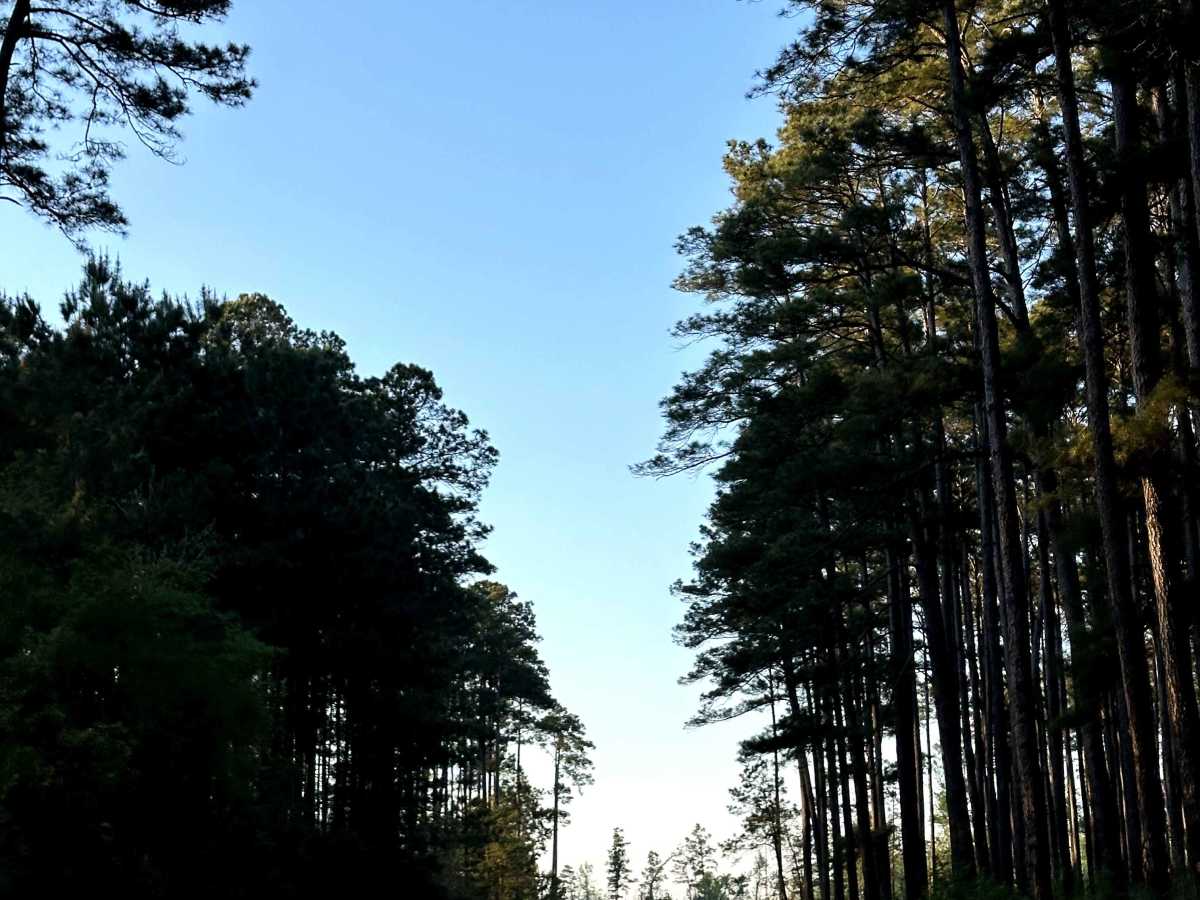 County Road 1190 photo 6