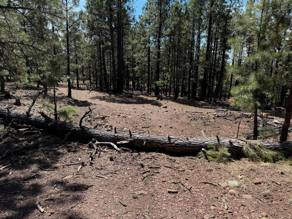 Gallo Peak Trail #6  photo 6