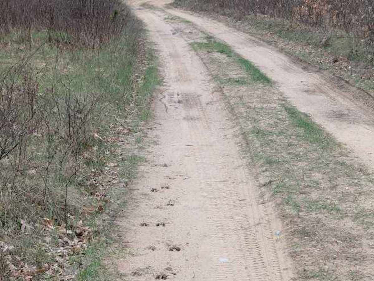Osceola Trail North photo 5