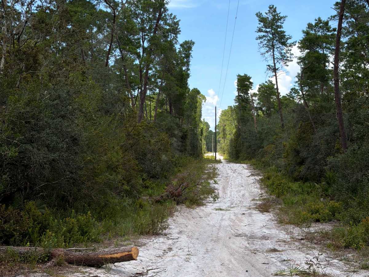 Ocala National Forest 445 Powerline Trail photo 4