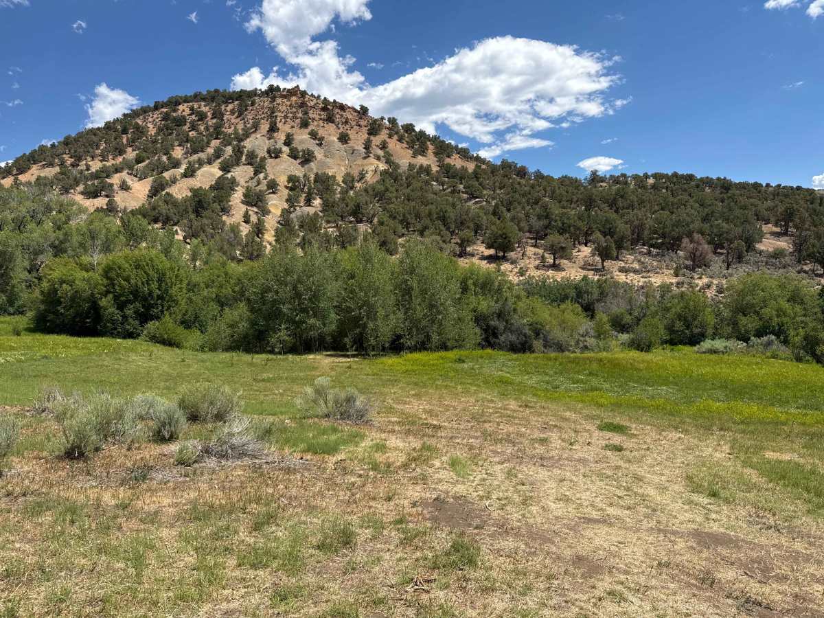 BLM 8455 photo 5