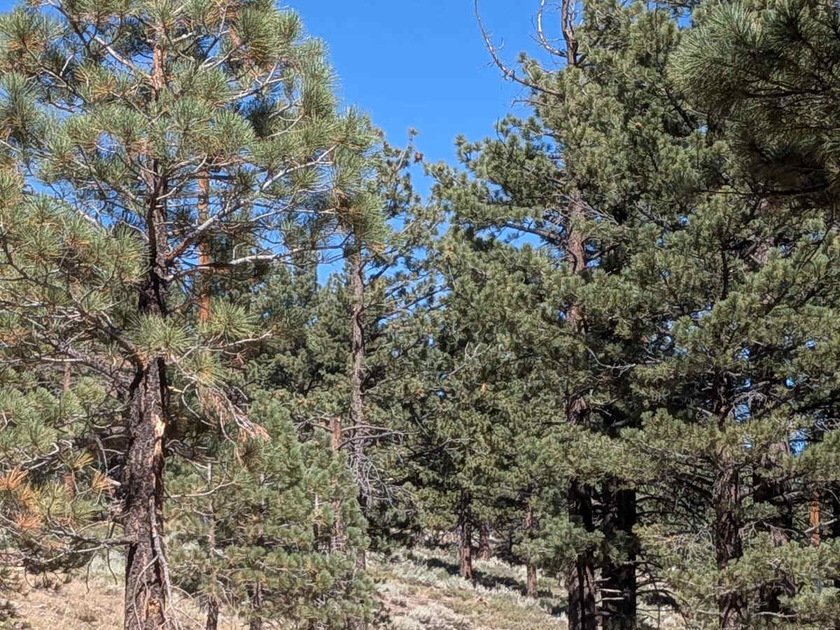 Mammoth Knolls Loop FS 3S123 photo 4