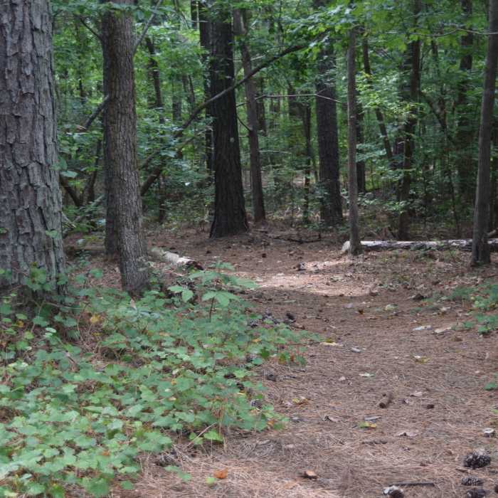 Typical view from the Low Lands Trail Near Low Lands Trail