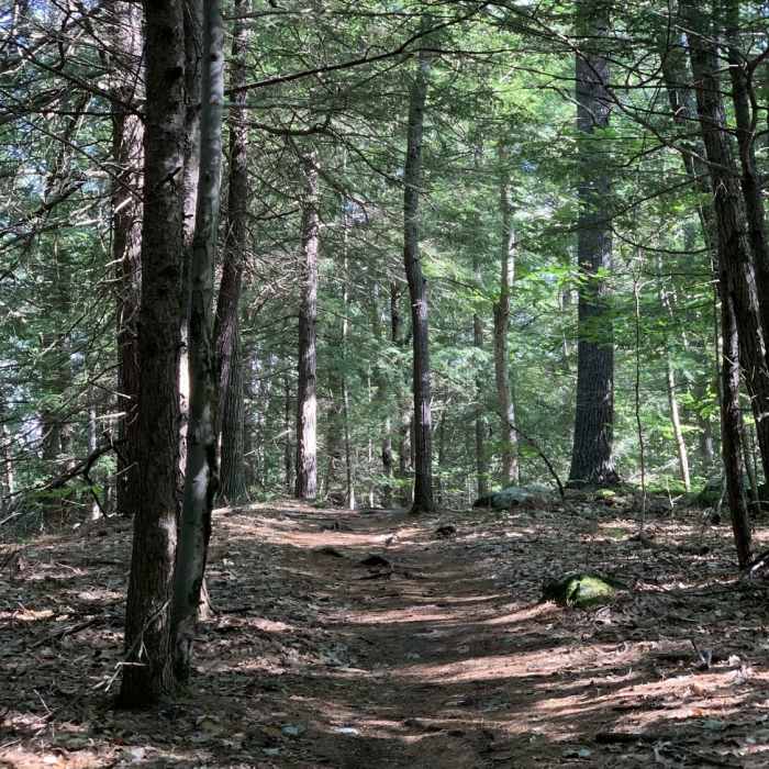 Blue trail. Near North Falmouth Community Forest
