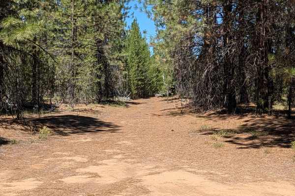 Lodge Pine - FS 42N79