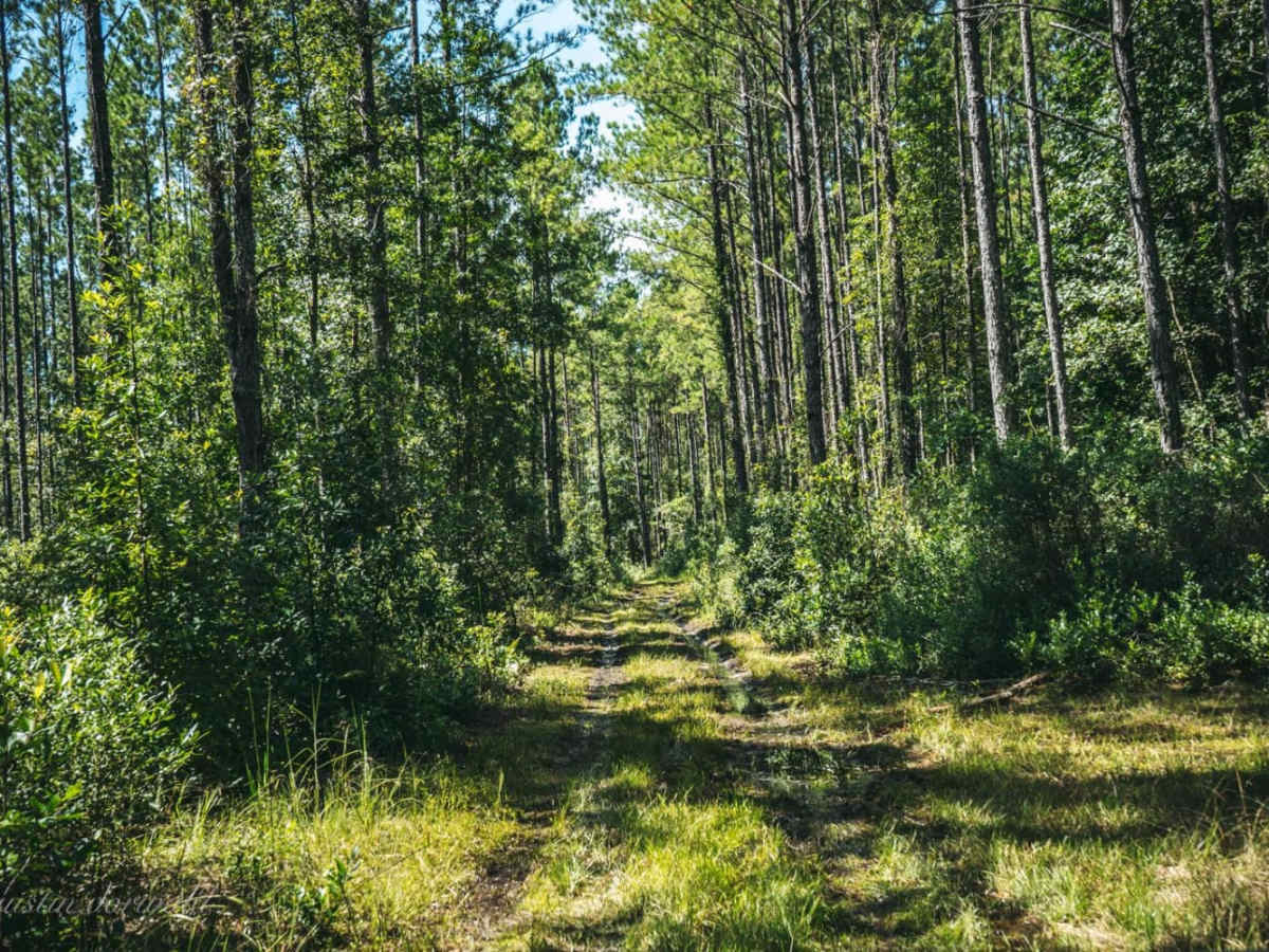 North South Spur Road - Four Creeks State Forest photo 3
