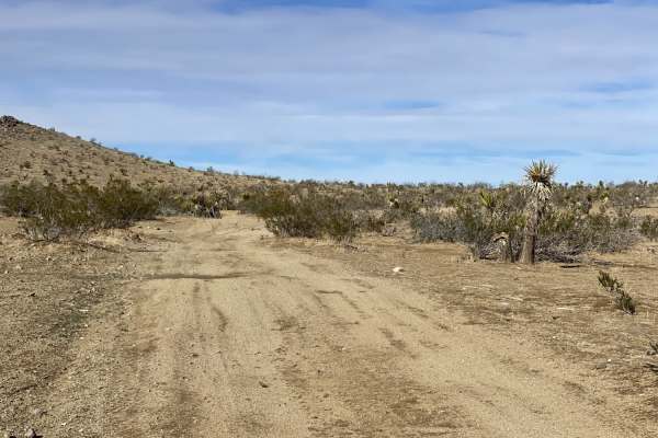 Oh Look, Joshua Trees