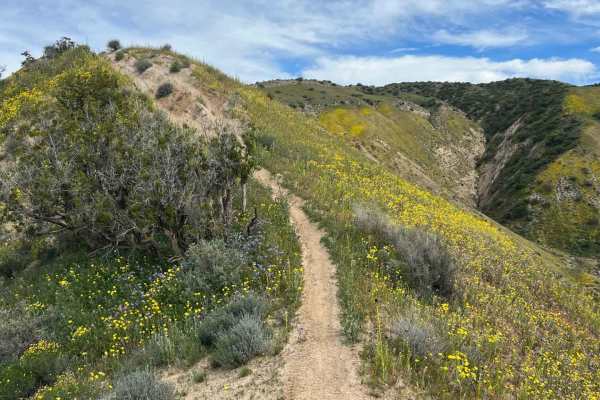 Trail 18 Singletrack 