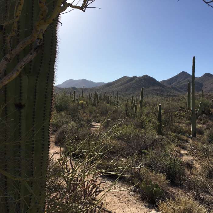 Near Wild Dog Trail