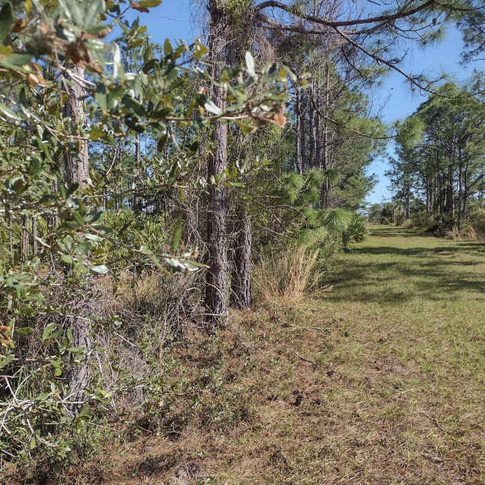 Nice dry trail, that bypasses the soggy southwest stretch of Blue Trail. Near Blue Trail Hike