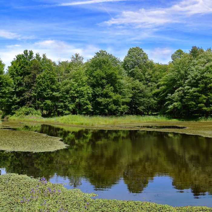 Tussock Marsh (Reinstein Woods Preserve, Depew NY). Near Chorizo Loop