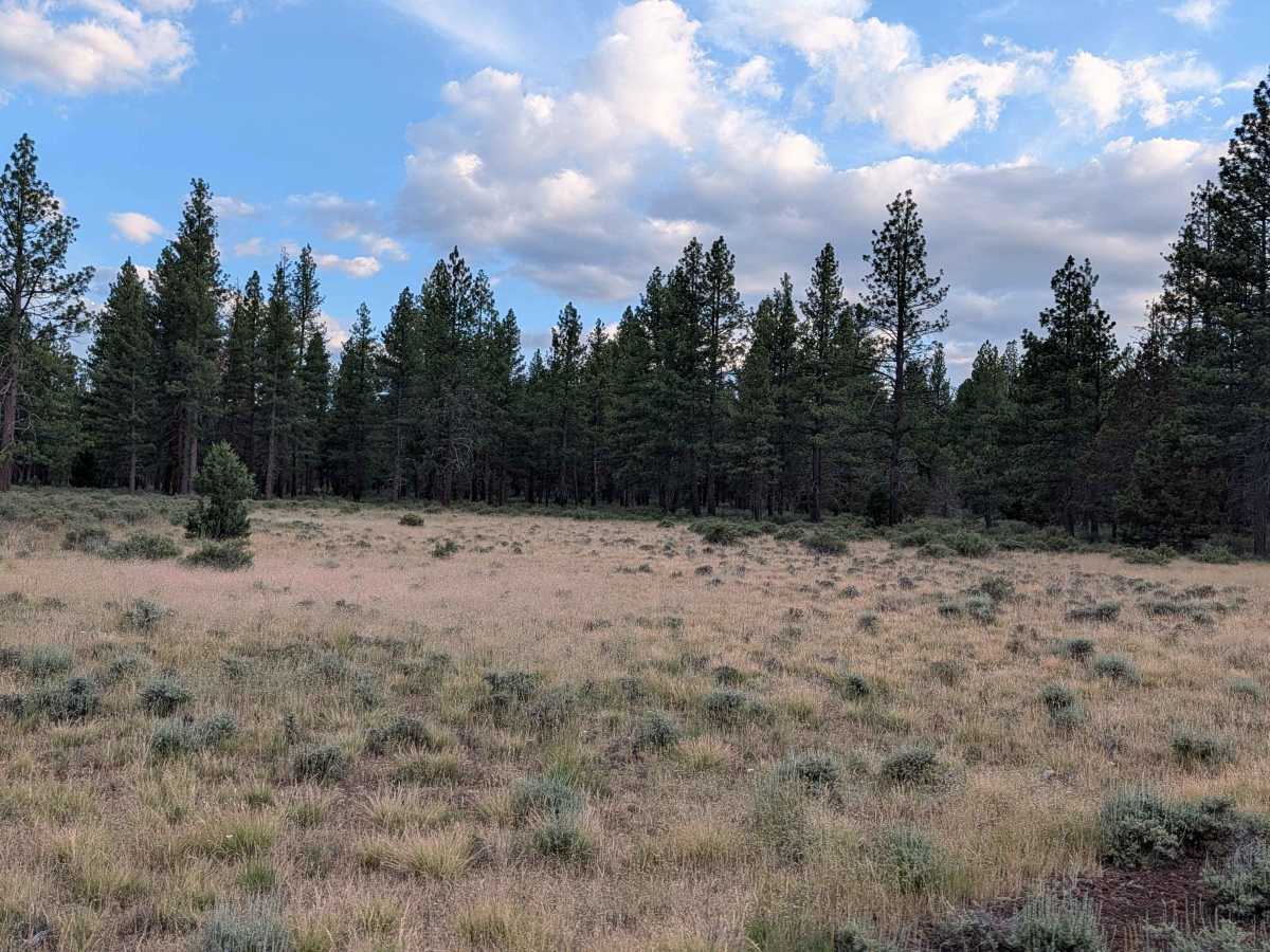 Davis Antelope - FS 44N02 photo 3