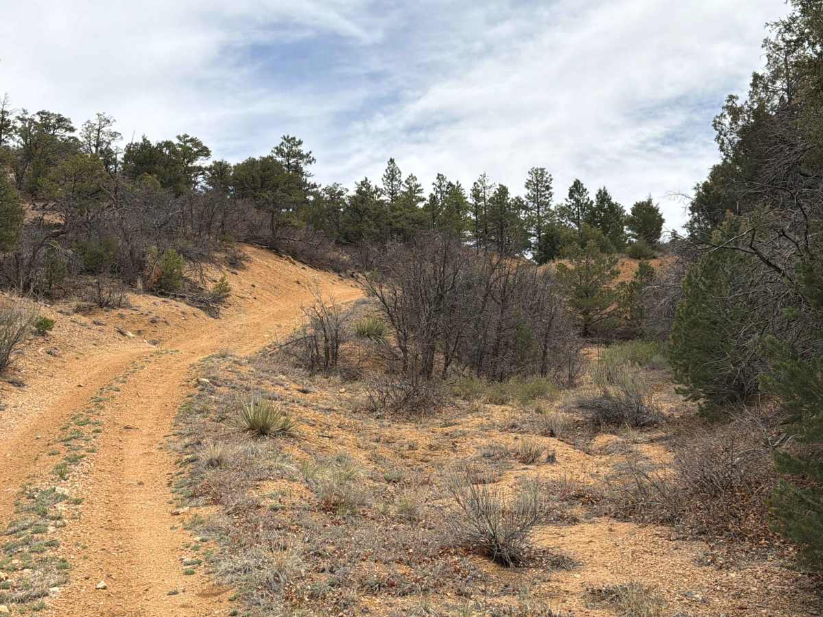 BLM 6195A photo 6