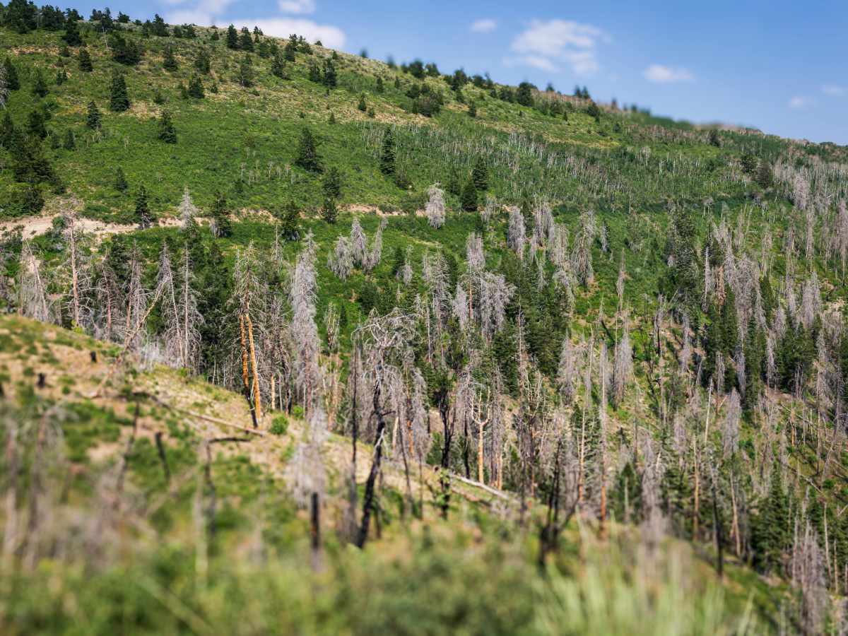 Bald Mountain - FS 70043 photo 2