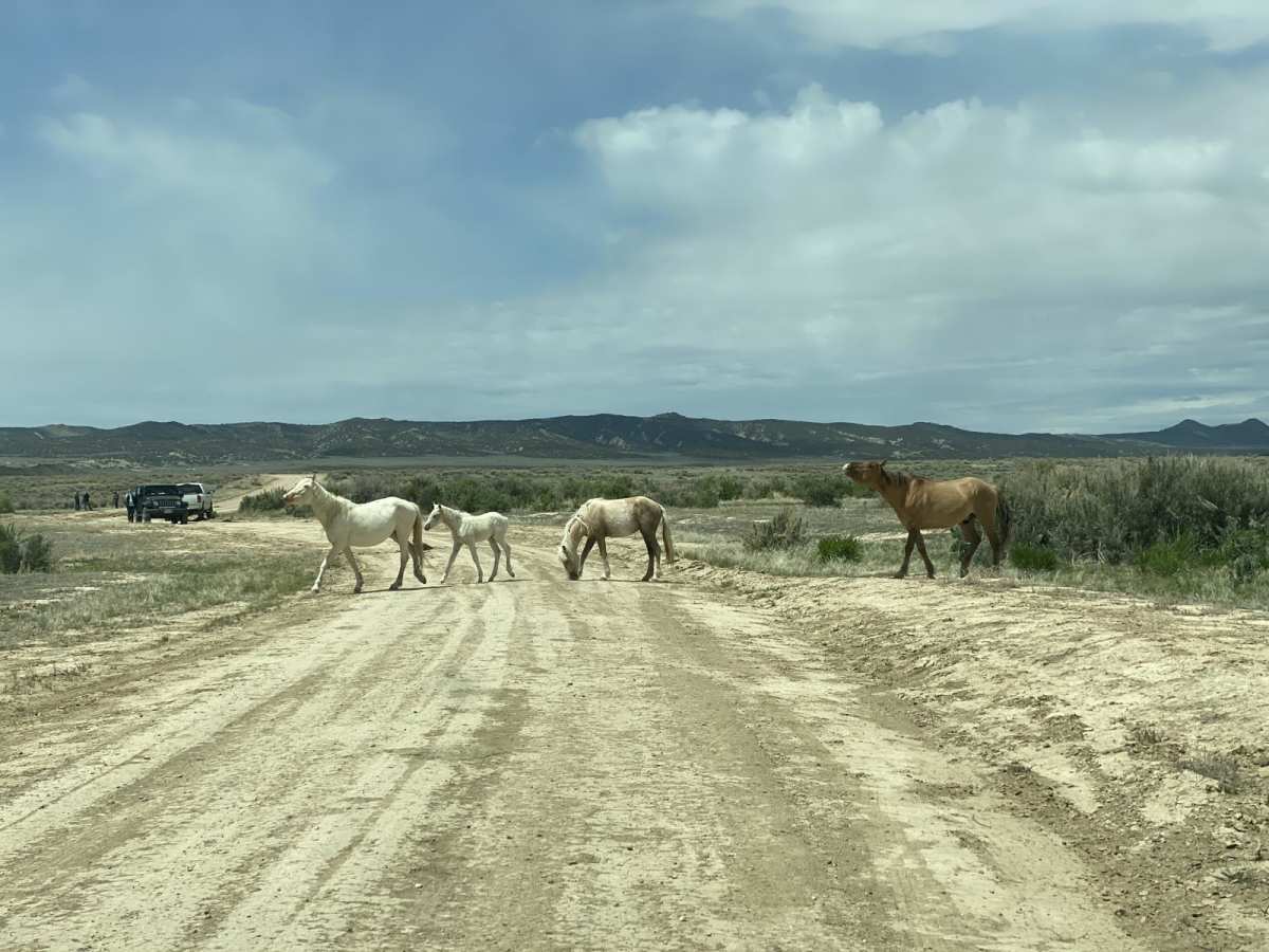 Sandwash Basin photo 5