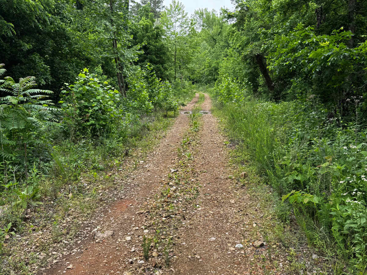 Rosemary Knob photo 2