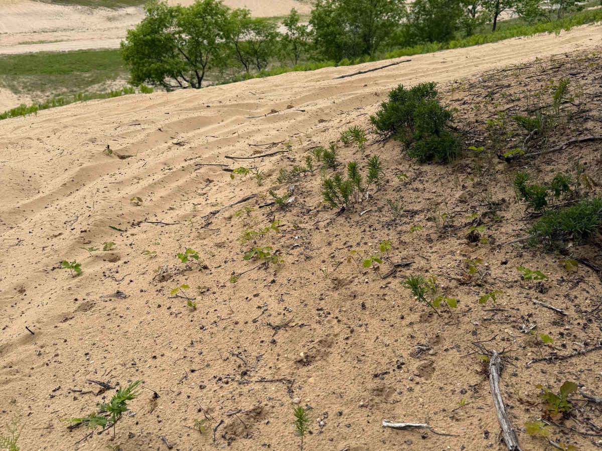 LP 55 Trail photo 6