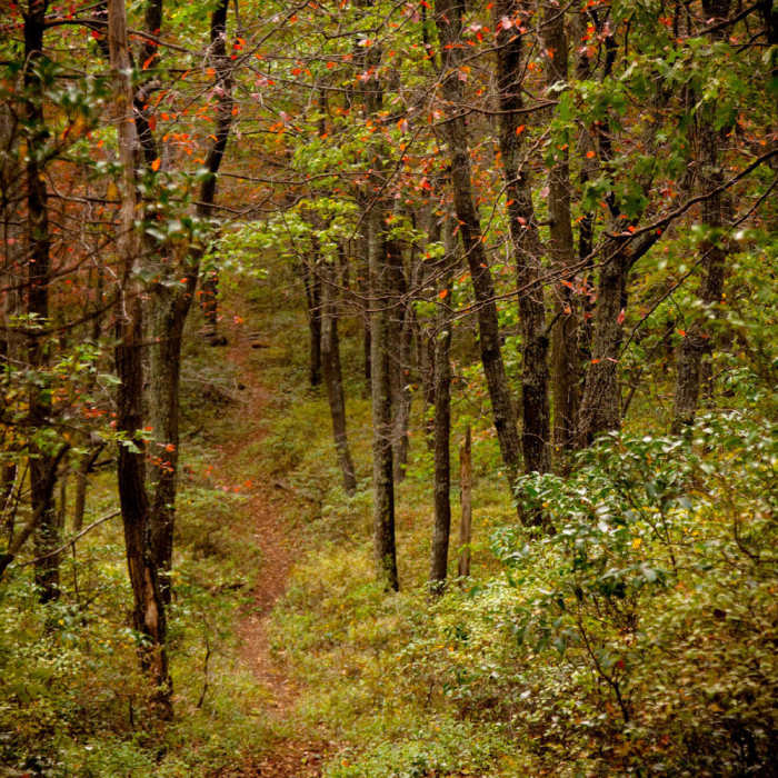Near Coopers Gap Loop