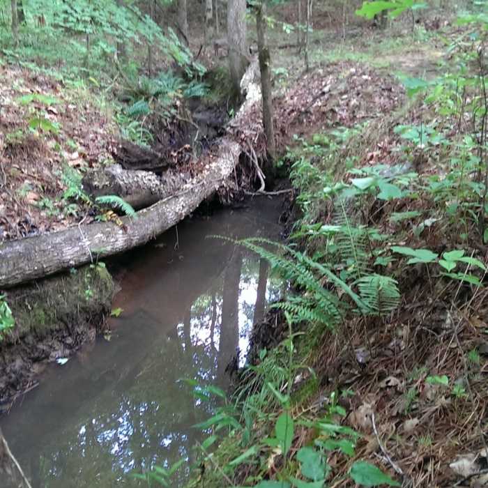 Passing alongside the creek Near Monkey Trail