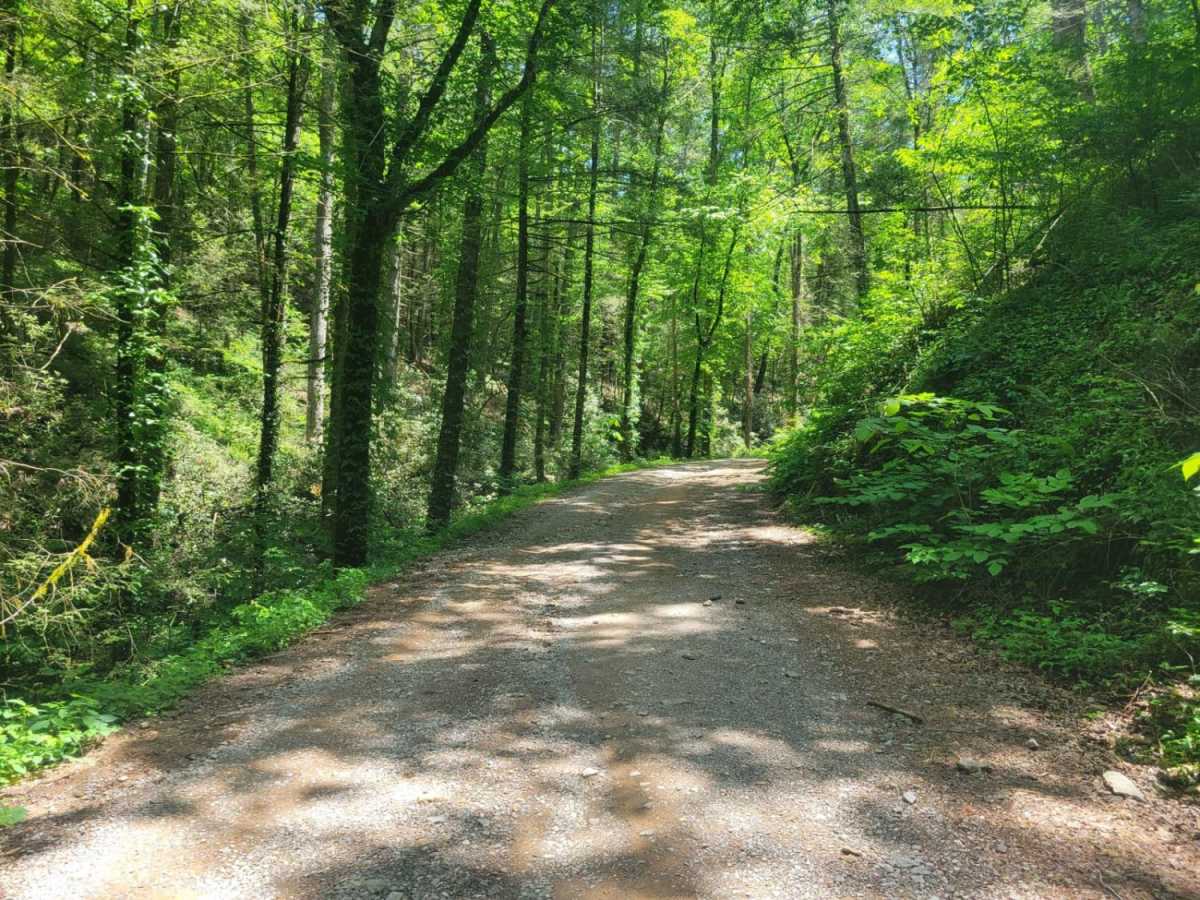 Ladd Springs Road (221) photo 4