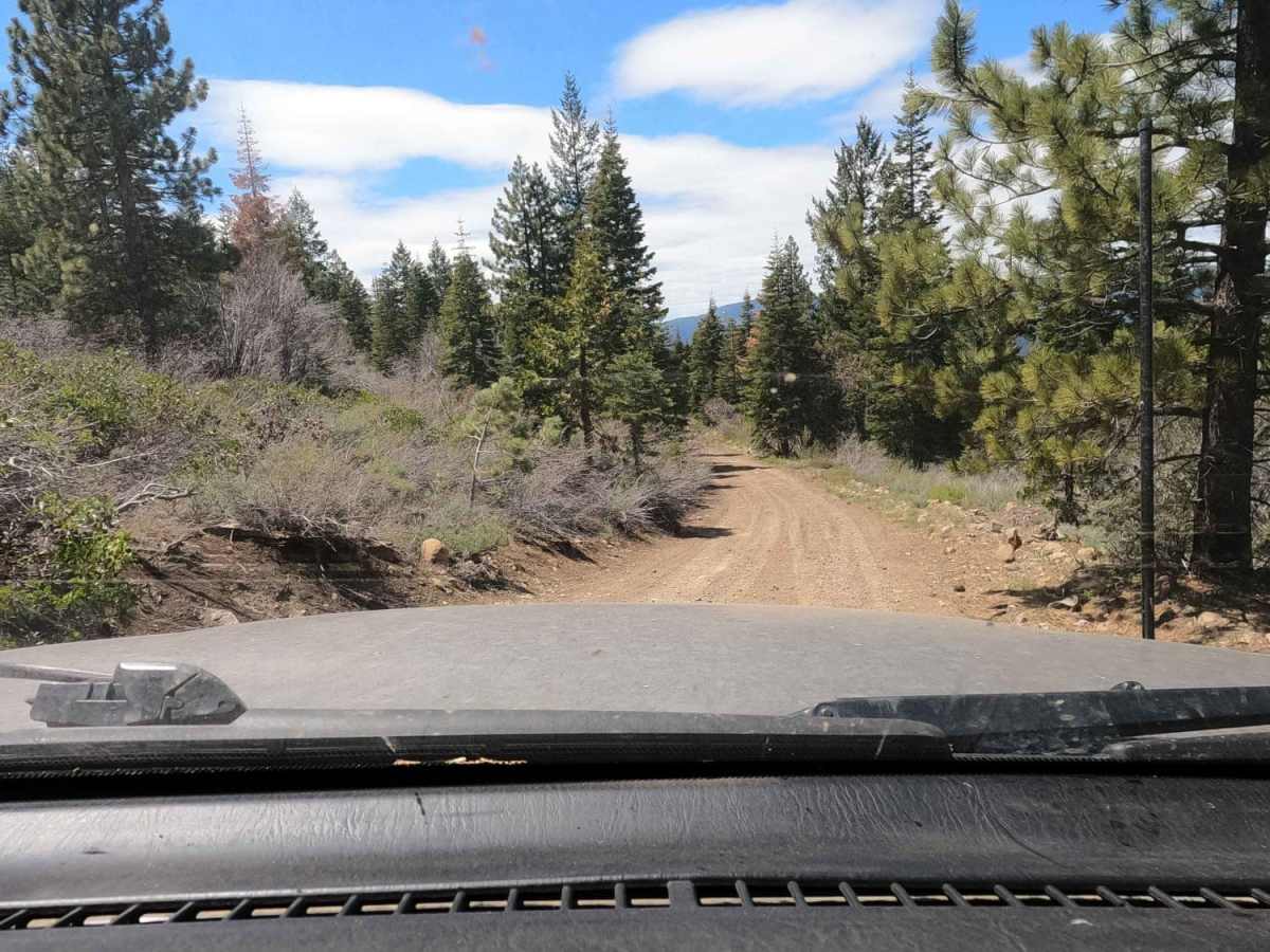 Sugarpine - NF22N55 photo 3