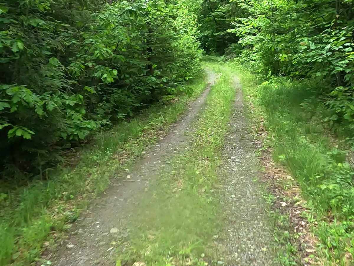 Wolf Lake Road Spur photo 2