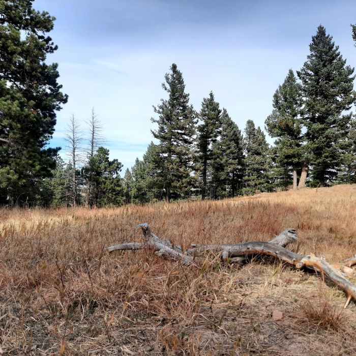 Near Genesee Mountain Trail Loop