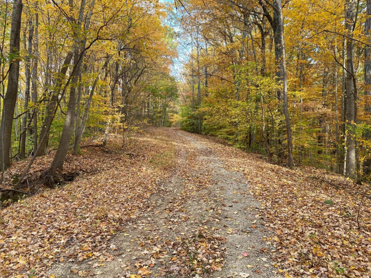 Gale Trail Road FSR 272 photo 5