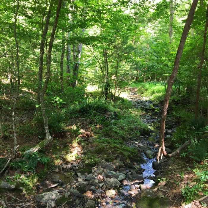 A small creek runs through young forest along the Ridge Trail. Near Little River 5+ Loop