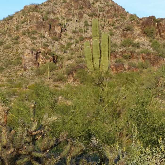 Near Piestewa Peak Freedom Trail