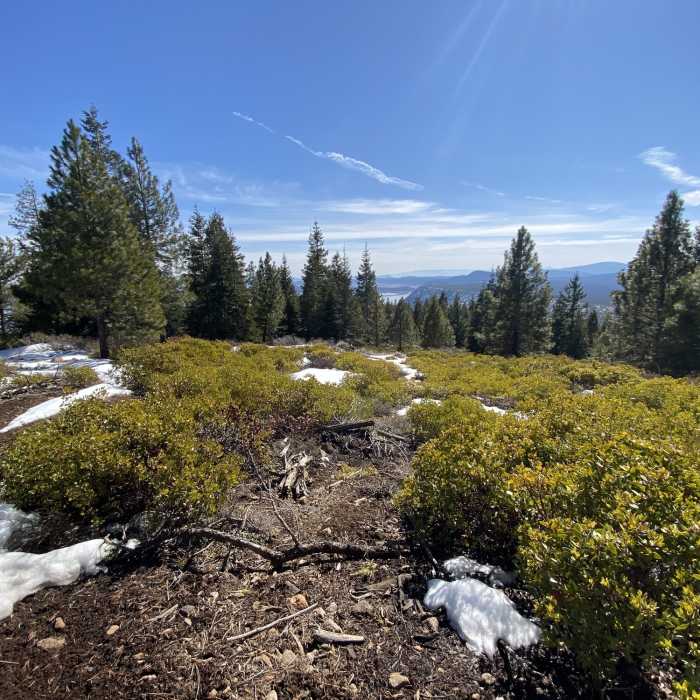 Near South Ridge Trail