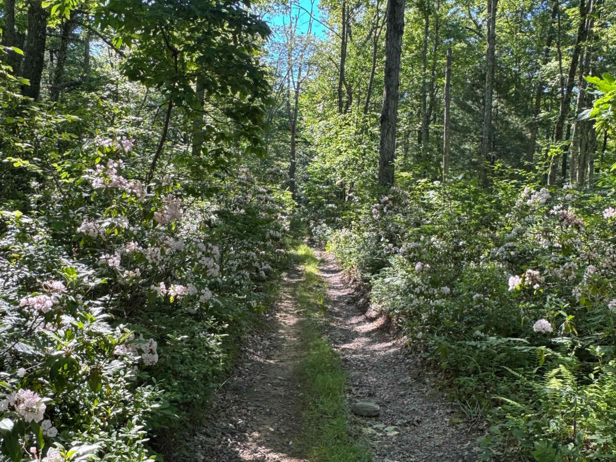 Francis Trail photo 3