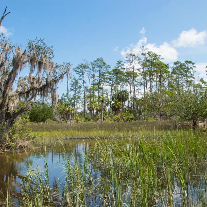 Near Sandpiper Loop Nature Trail