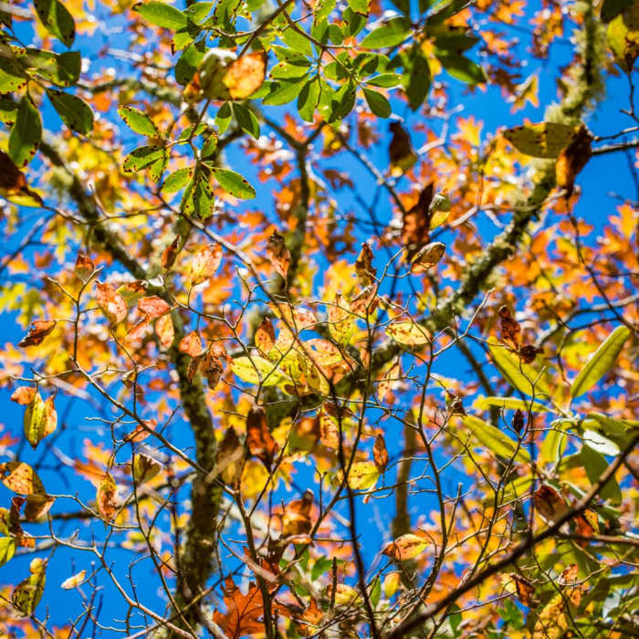 Near Mount Pisgah via the Buck Spring Trail Near Mount Pisgah via the Buck Spring Trail