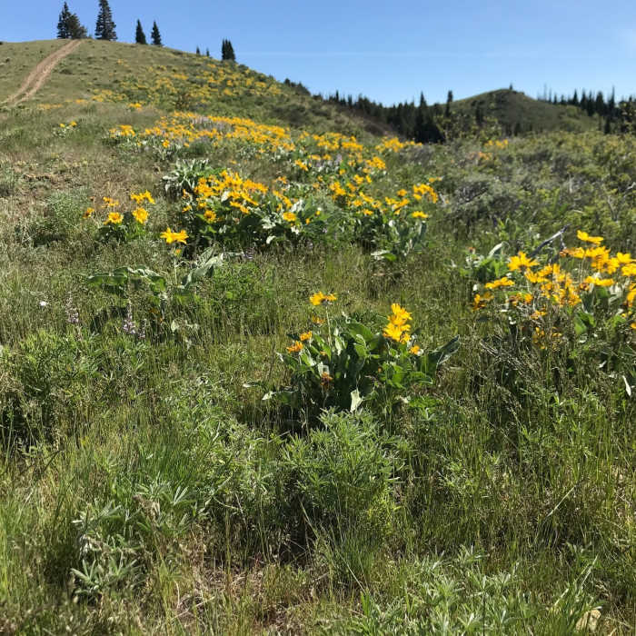 Near Wahlstrom Winter Recreation Loop