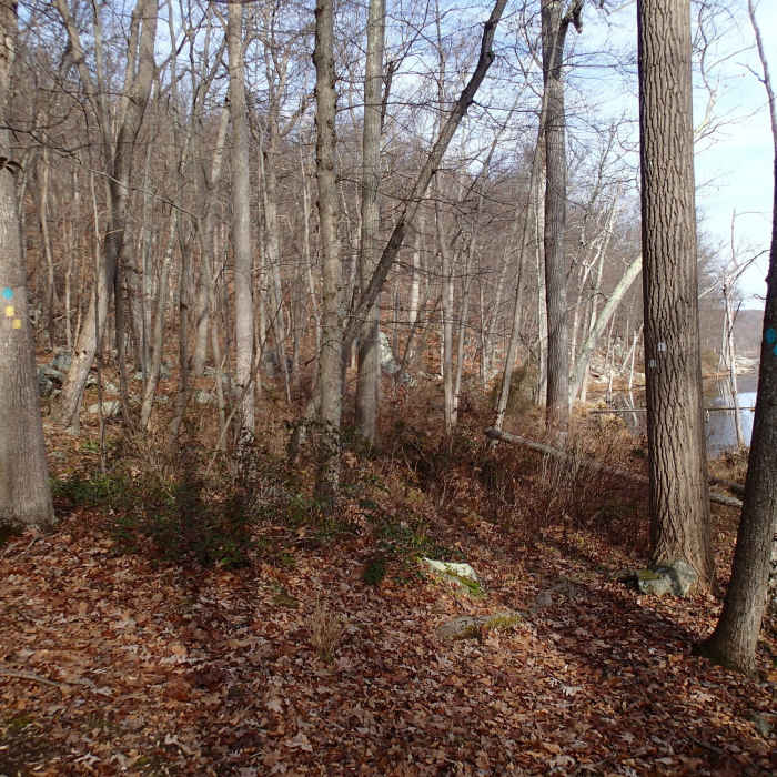 Trail junction at Beaver Pond Near Buckabear Pond Loop via Bearfort Waters - Clinton Trail