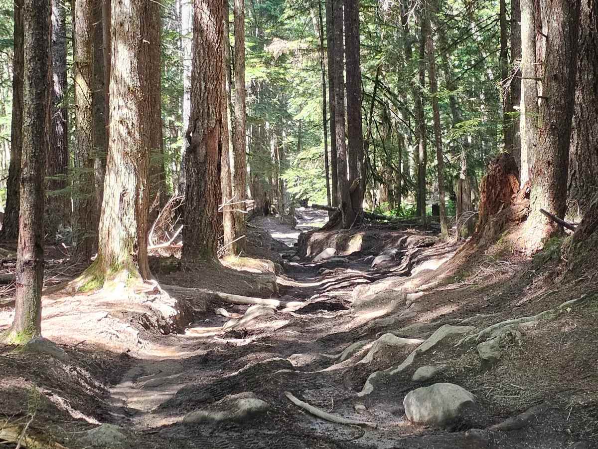 Swamp Trail photo 4