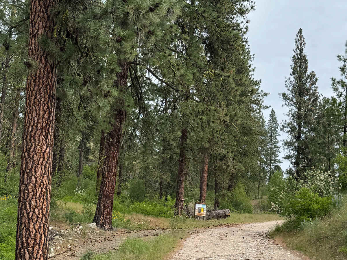 Bisbee Mountain Road photo 3