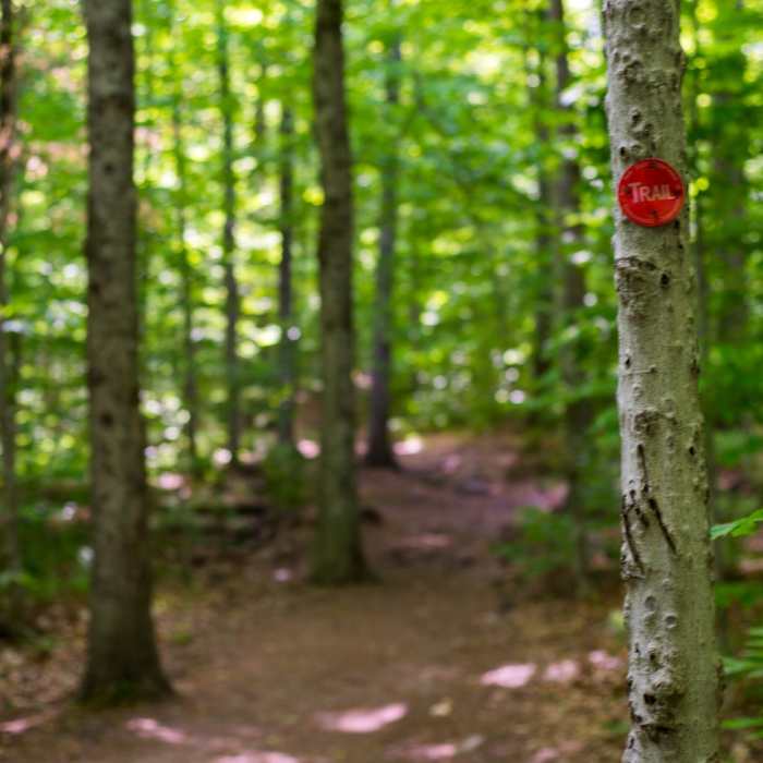 Near Bald Mountain + Rondaxe Fire Tower Near Bald Mountain + Rondaxe Fire Tower