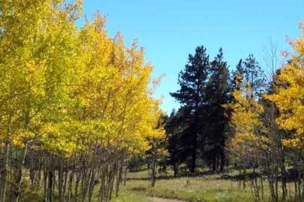 Aspen Ridge