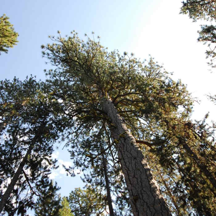 Near Lava Cast Forest Interpretive Trail