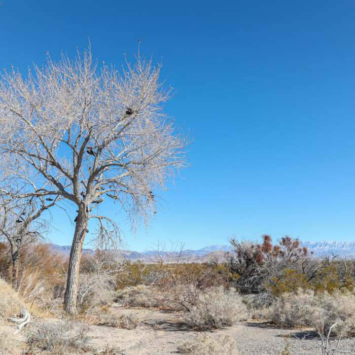 Near Cactus Springs Loop